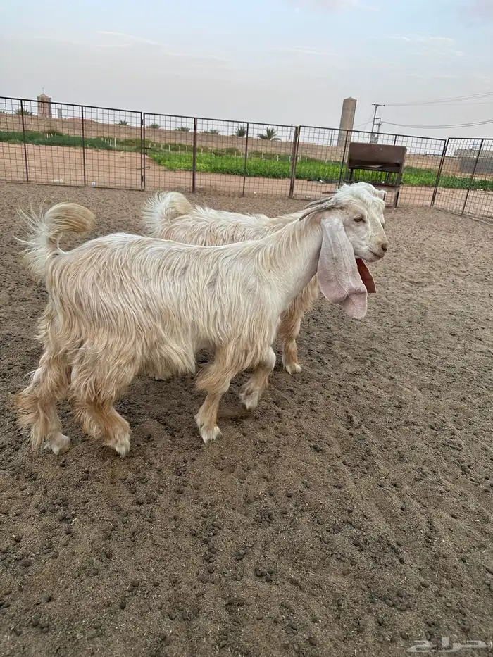 تيوس عوارض صفر 5