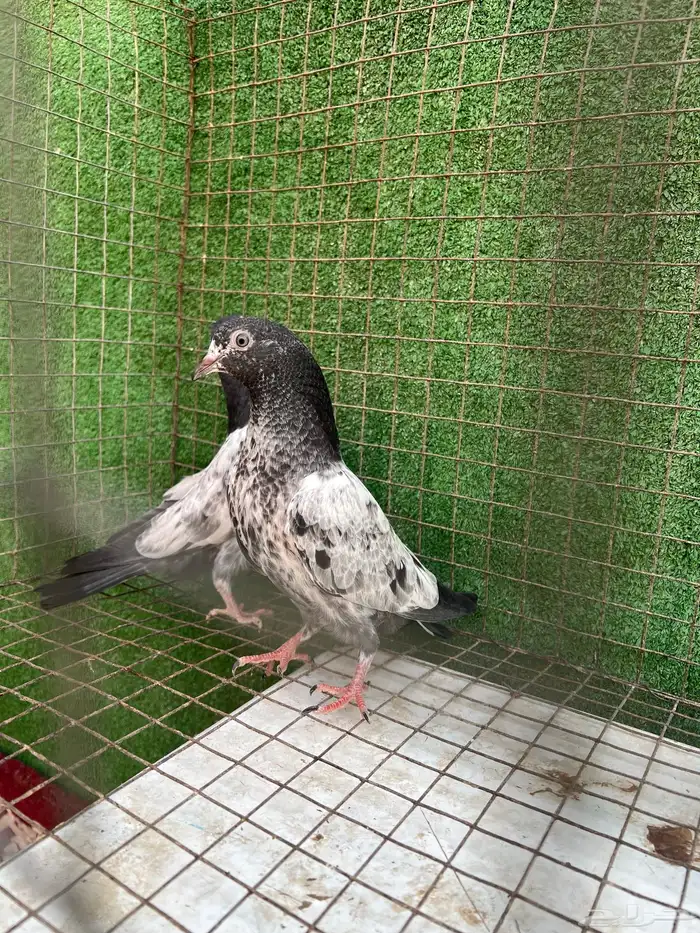 حمام بكستاني طبات تم البيع 2