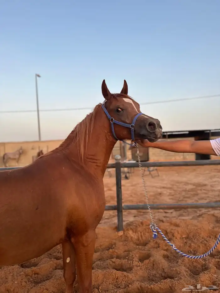 مهر عربي جمال واهو 3