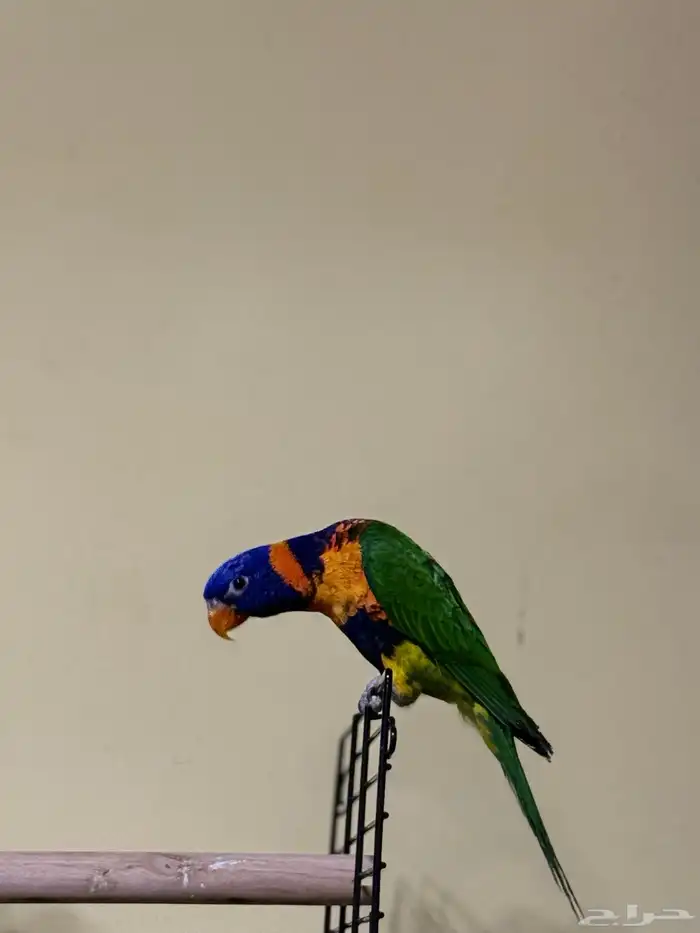 تم البيع تم البيع 0