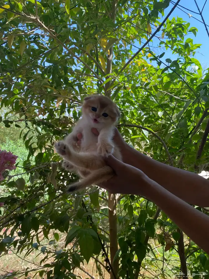 سكوتش فولد ذكر تم البيع 1