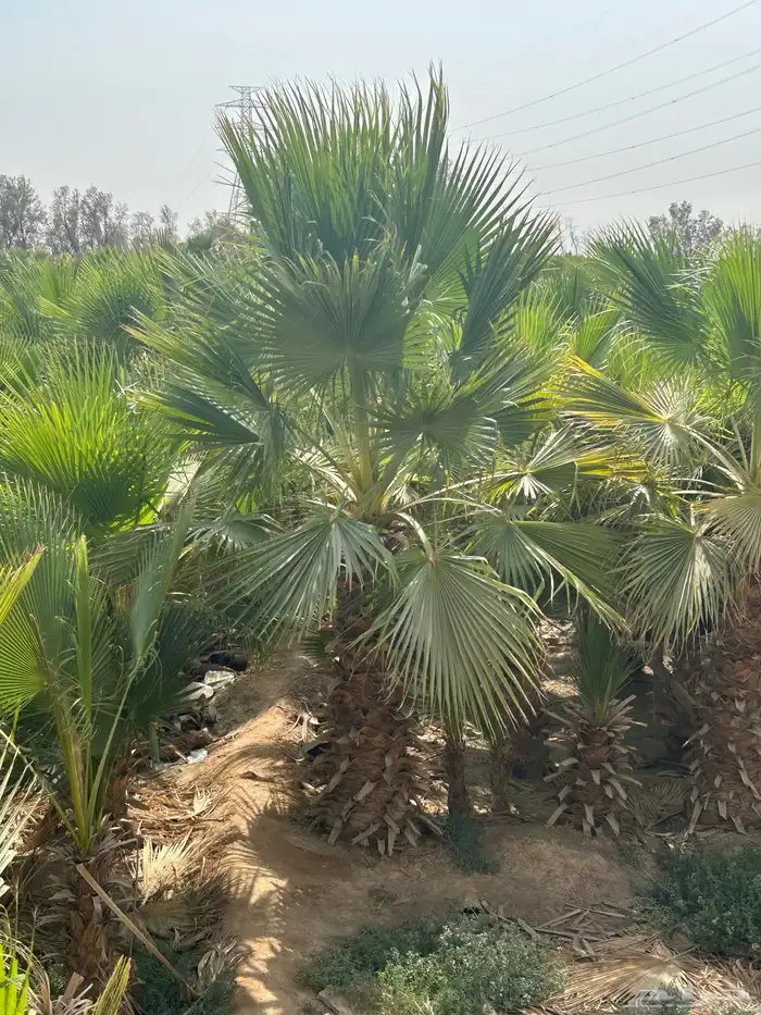 نخل للبيع للفلال والاستراحات 6