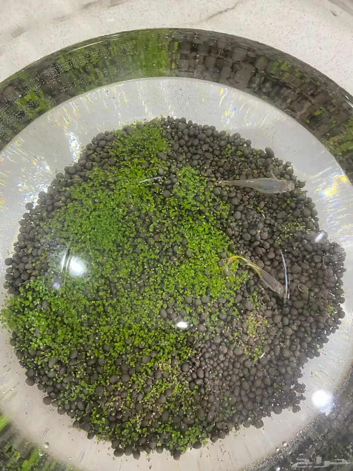 سمك زينة قوبي مع فازة ونبات مائي 2