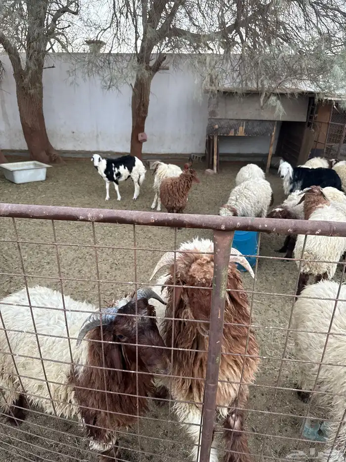 خرفان للبيع جمله 1
