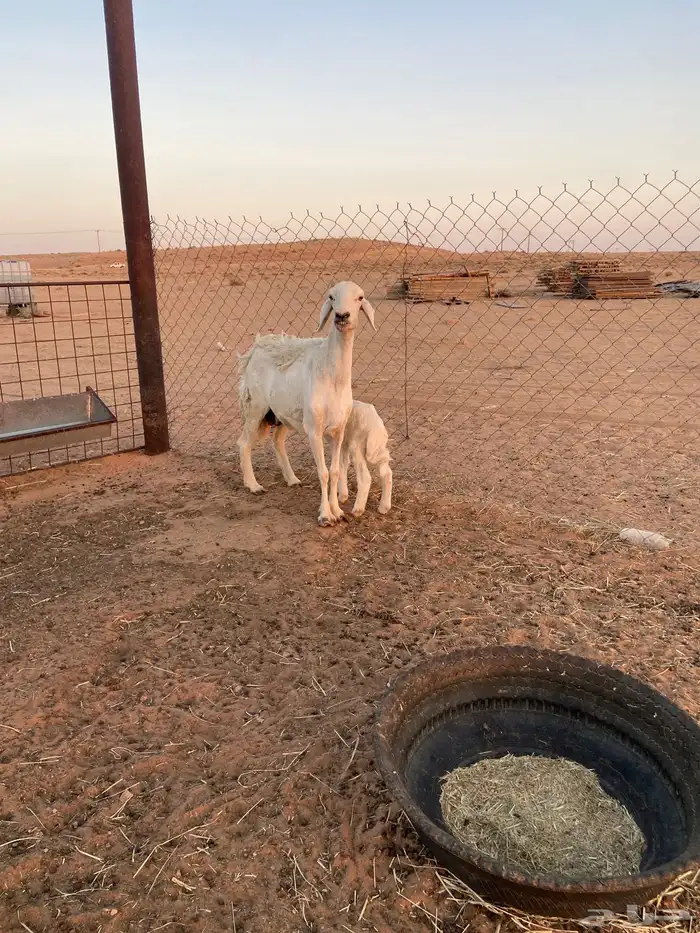 حريه معها خروف 1