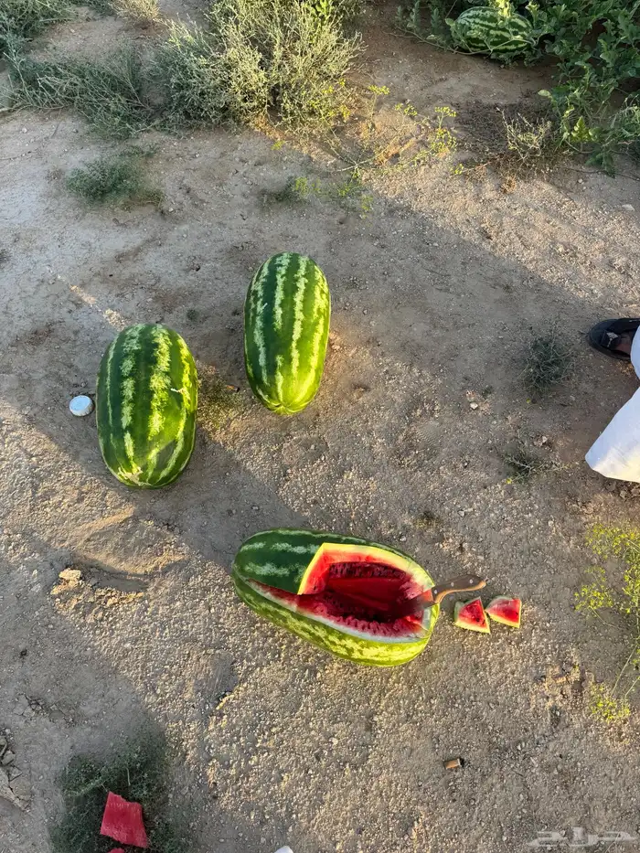 حبحب جح قرية العليا احجام كبيره البيع جمله 1