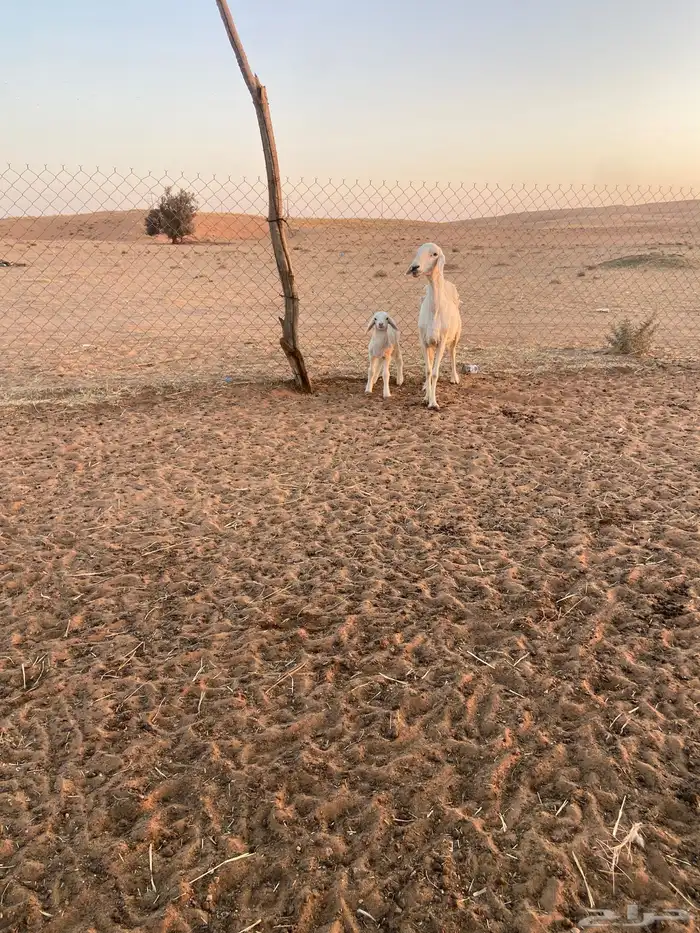 حريه معها خروف 7