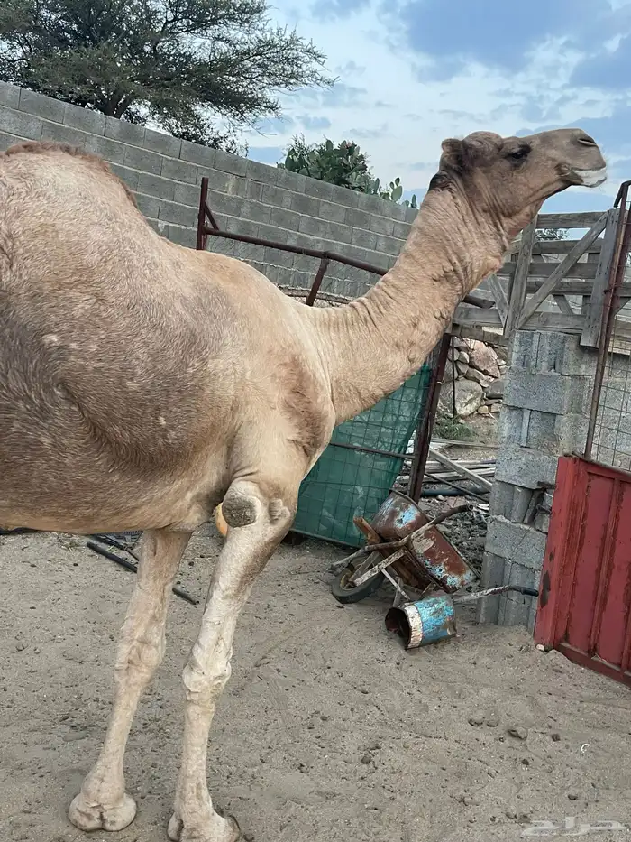 فحل ارك مشروط للبيع وخمس ابل 0