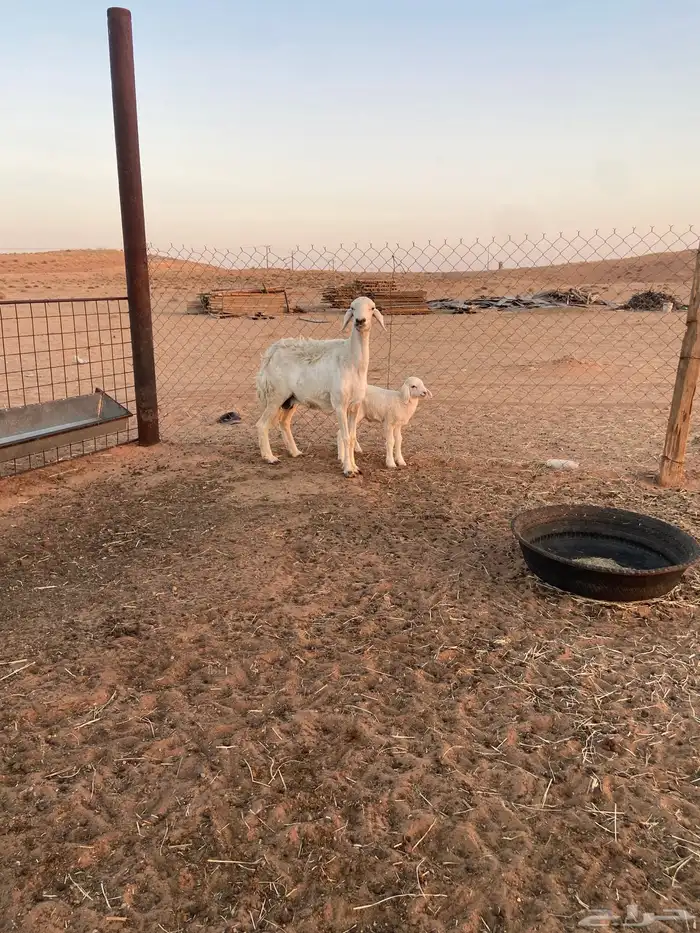 حريه معها خروف 0