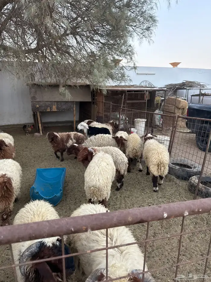 خرفان للبيع جمله 0