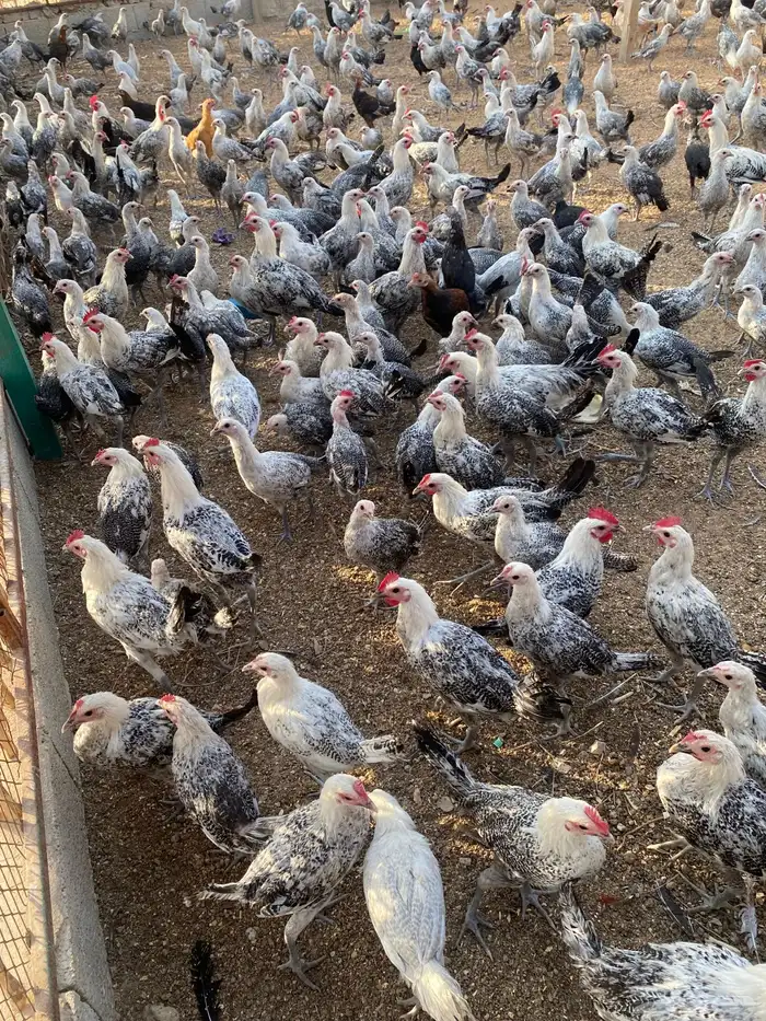 دجاج فيومي 0