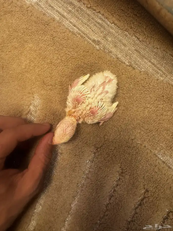 فروخ روز الالبينو 4