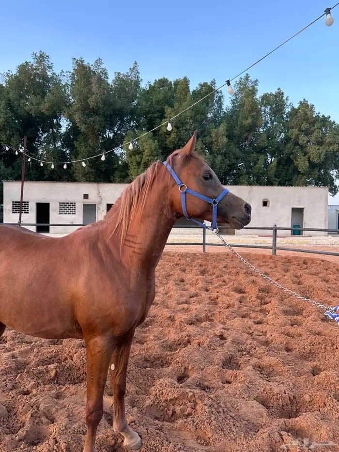 مهر عربي جمال واهو 0