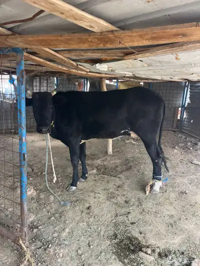 بقرة للبيع العمر سنتين و7 شهرر لقحه index