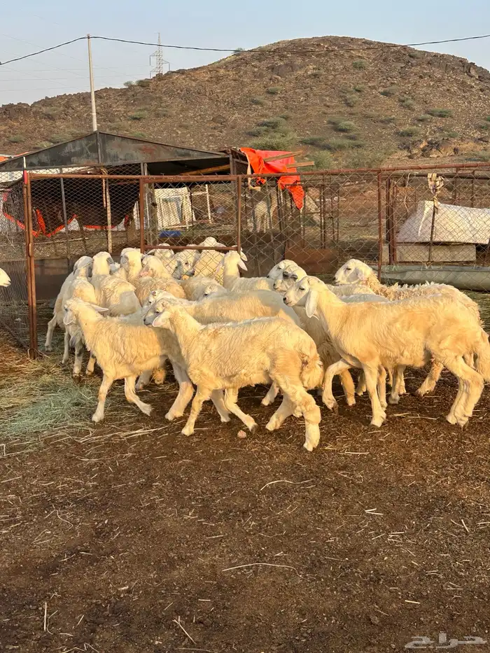 طليان سمان طرف وشعرة 0