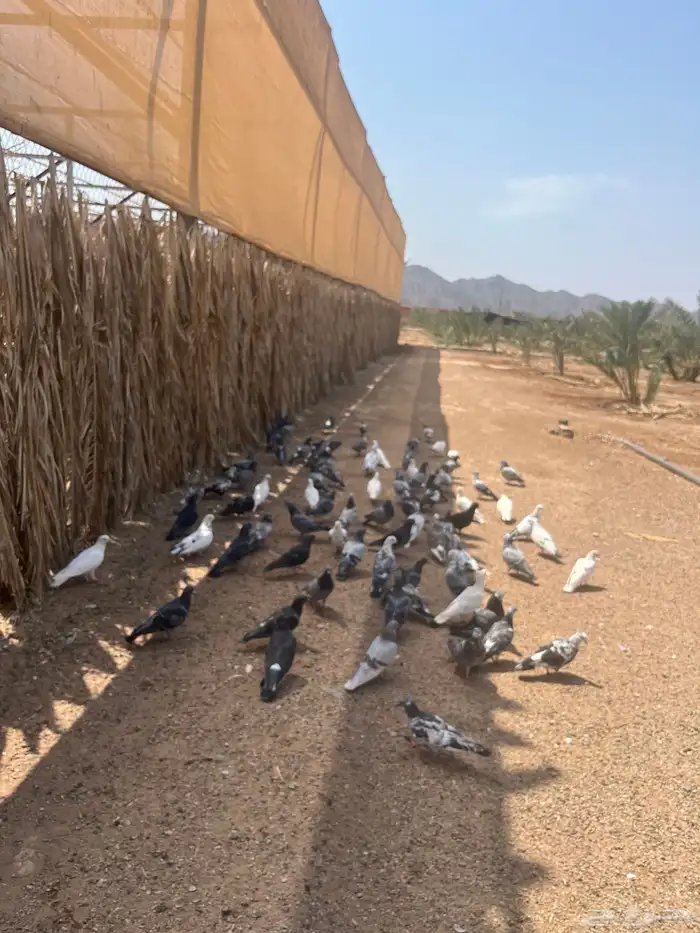 عشة حمام مشكل 1