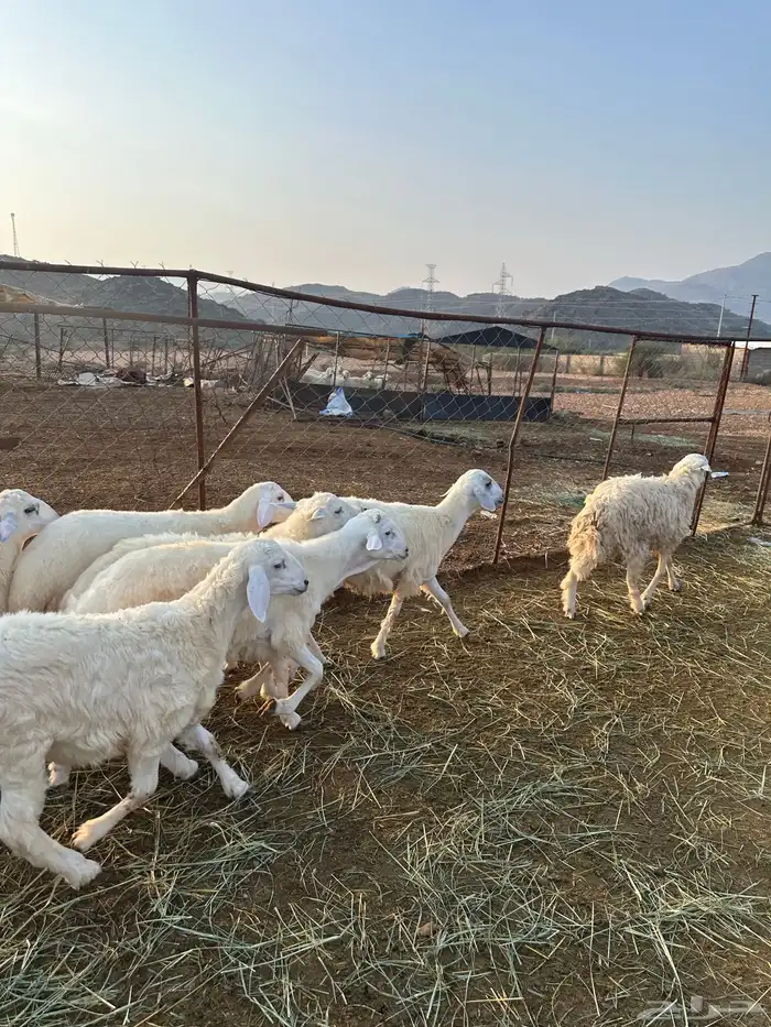 طليان سمان طرف وشعرة 7