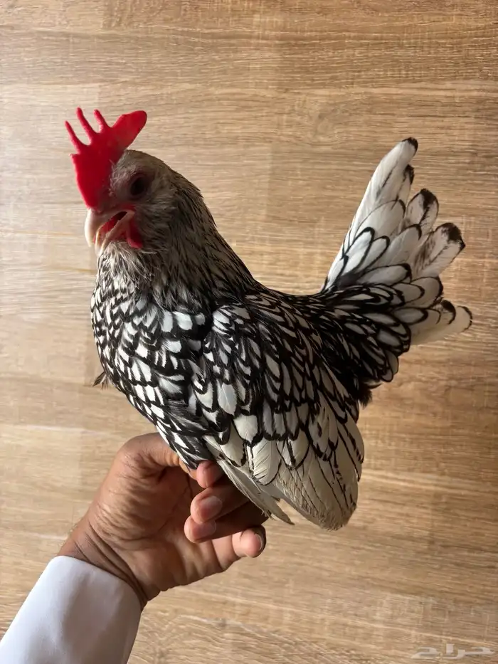 ديك بوم سبرايت للبيع 1