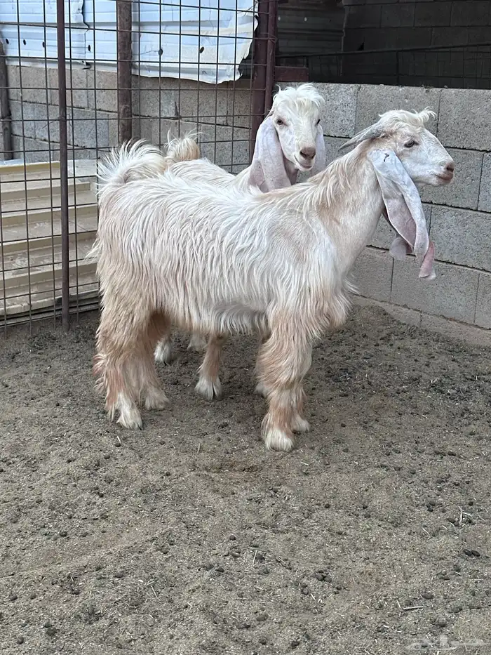 تيوس عوارض صفر 1