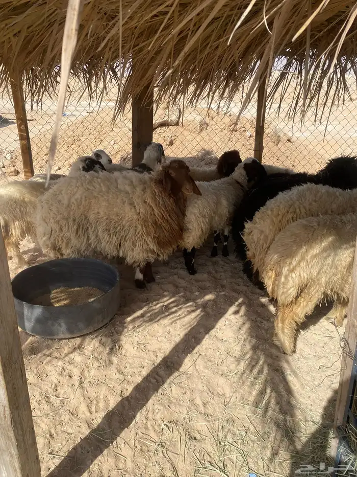 ذبايح طيبه بلدي 1