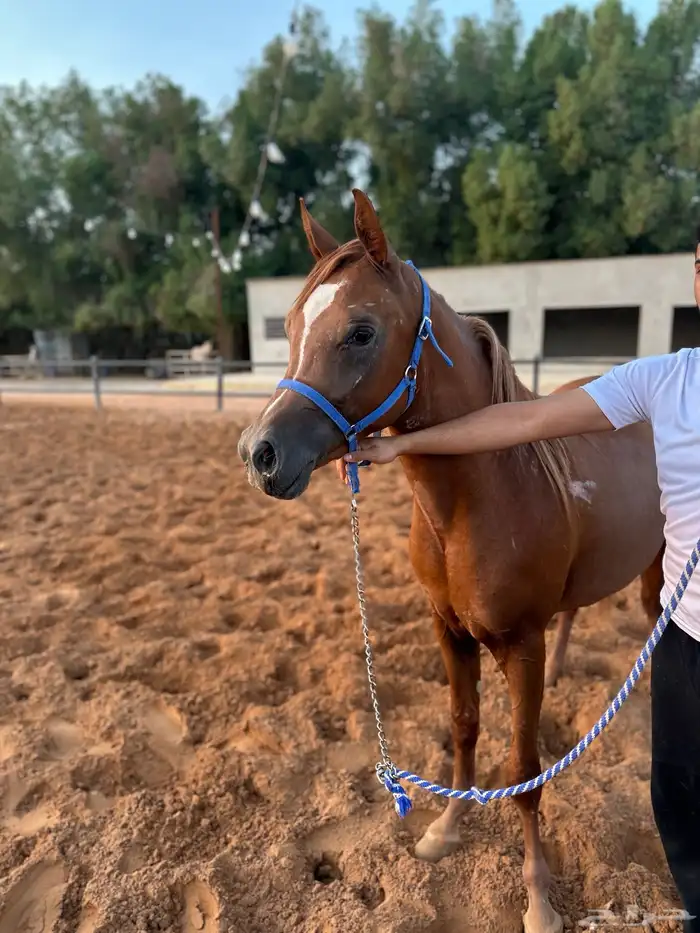 مهر عربي جمال واهو 8