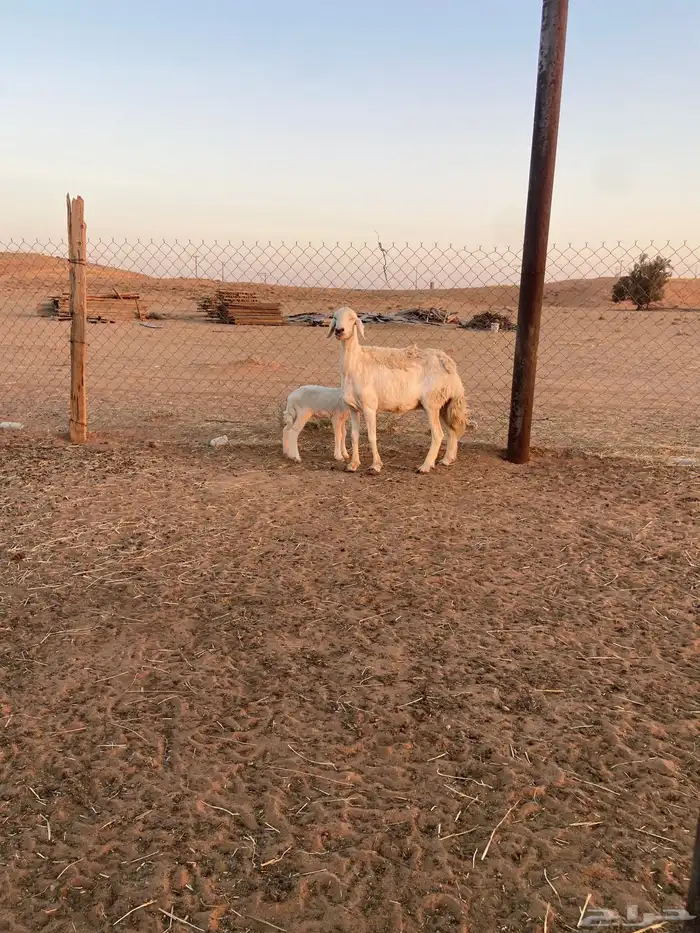 حريه معها خروف 8