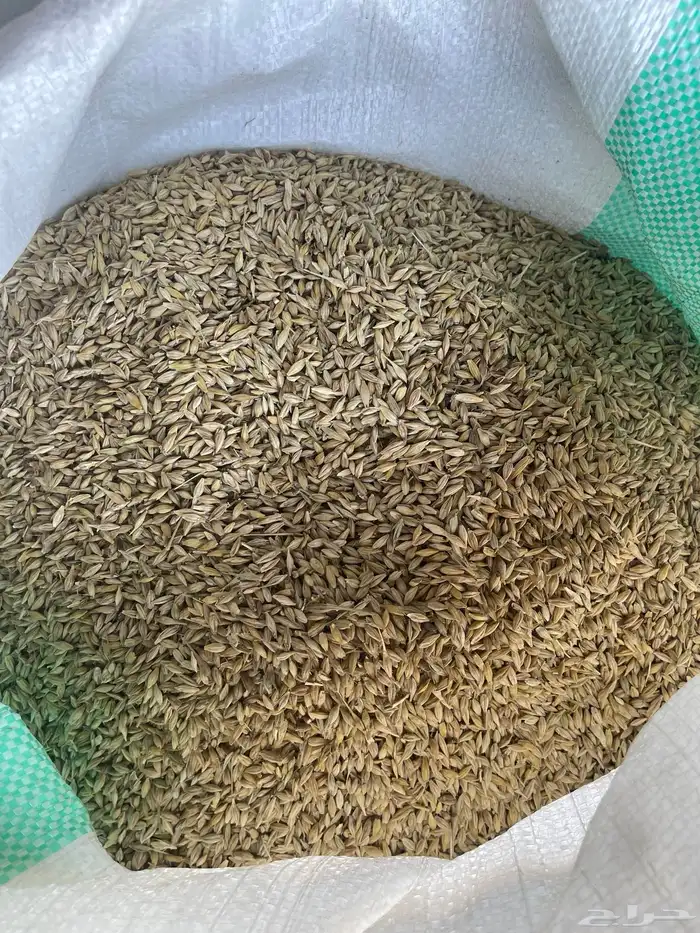 بذر شعير سداسي( تم بيع كامل الكميه خارج الموقع ) 2