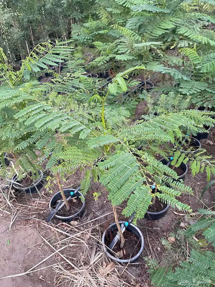 شتلات البونسيانا 0