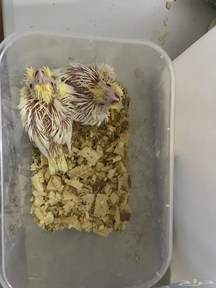 للبيع فرخين كروان لاتينو ( تم البيع ) 0