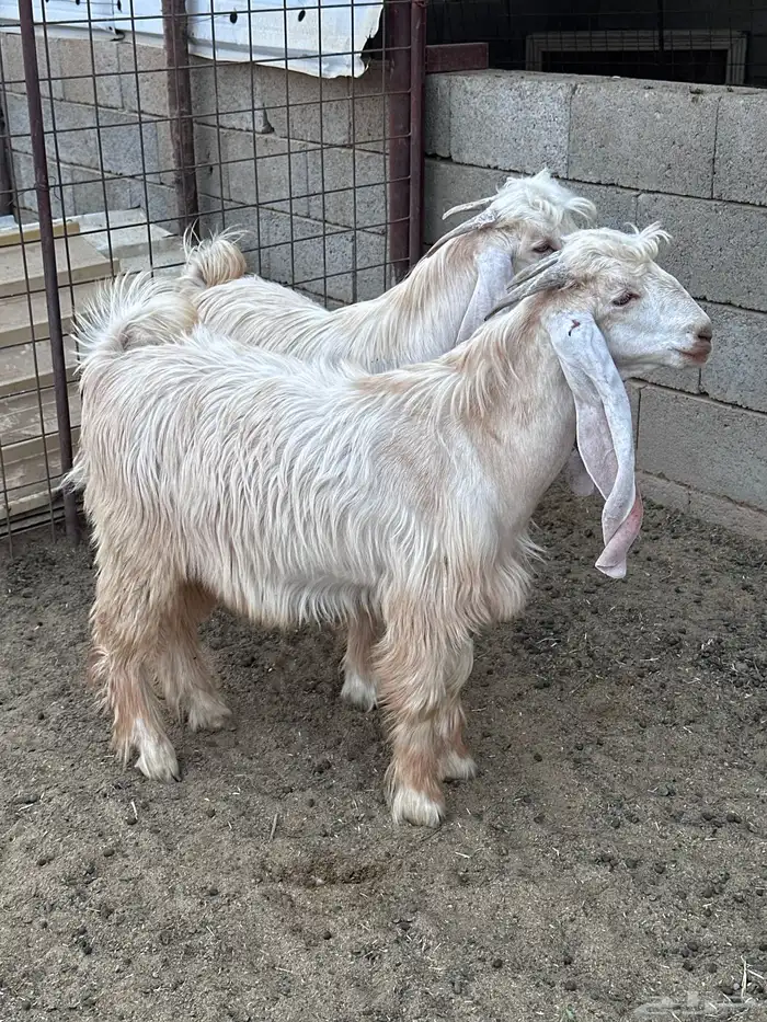 تيوس عوارض صفر 2