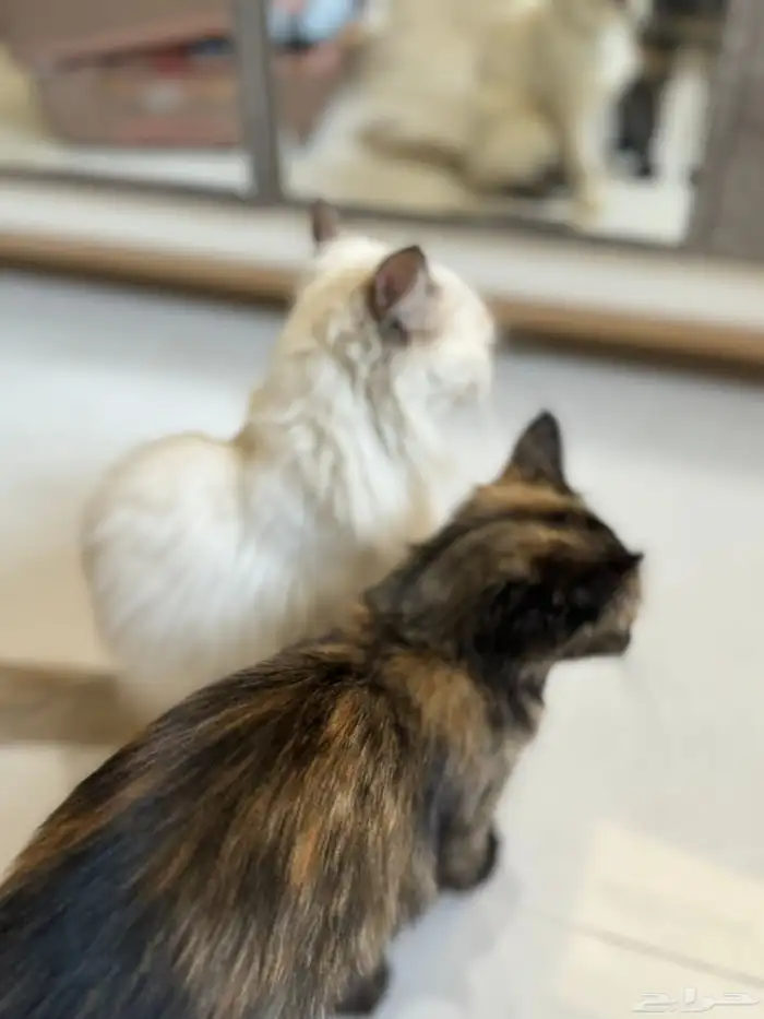 قطه للتبني ( تم التبني) 3