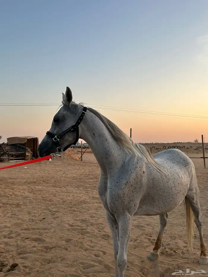 حصان واهو 1