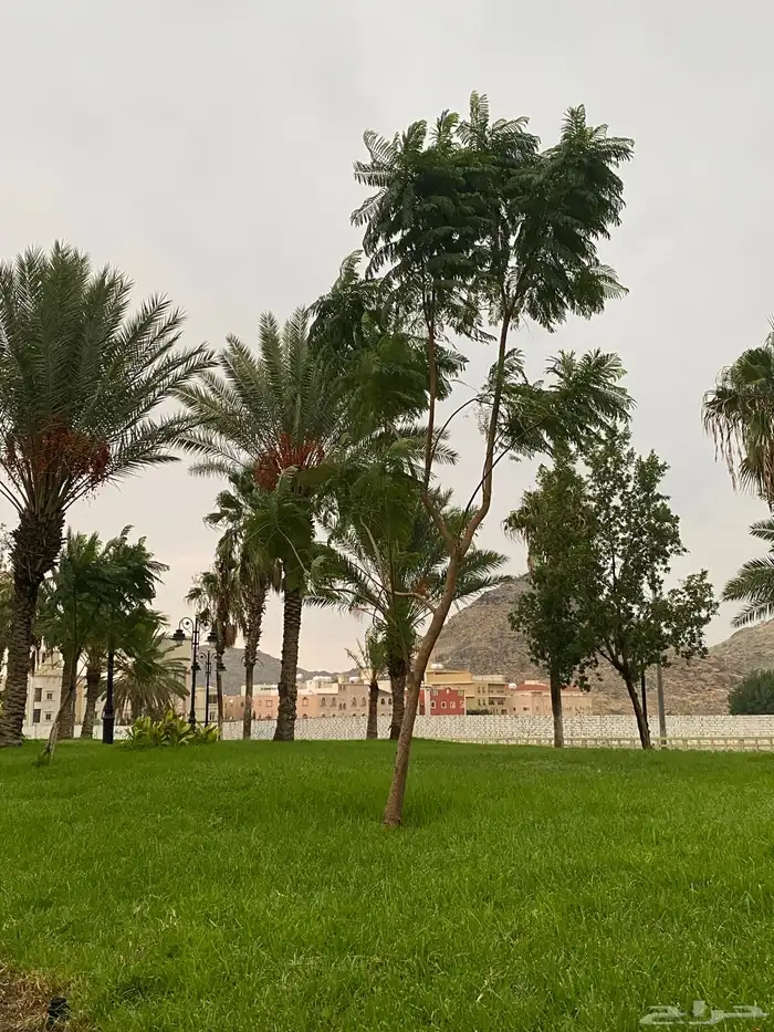 مطلوب باصات ركاب تشغيل شركة ارى وطن 4