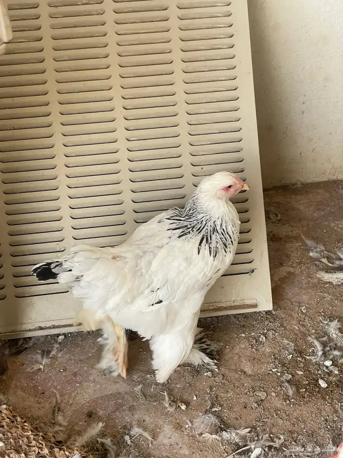 دجاج براهما كولومبي 2