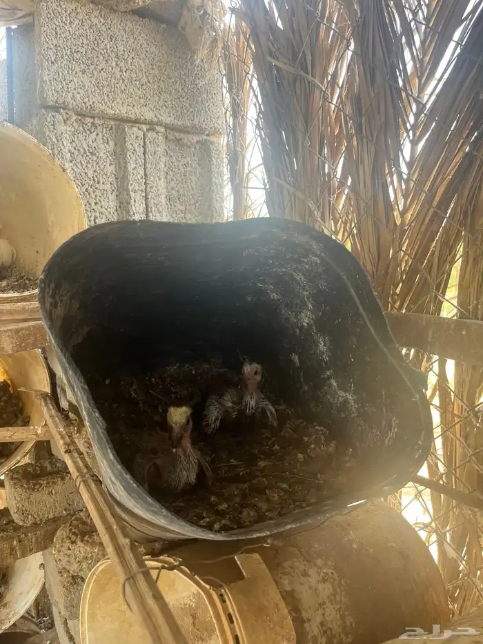 عشة حمام مشكل 4
