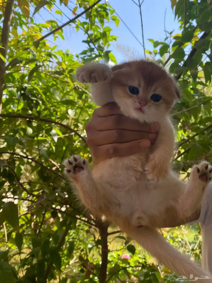 سكوتش فولد ذكر تم البيع 2