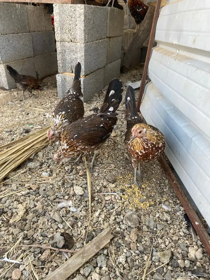 دجاج ماكنتوش العربي القديم 40