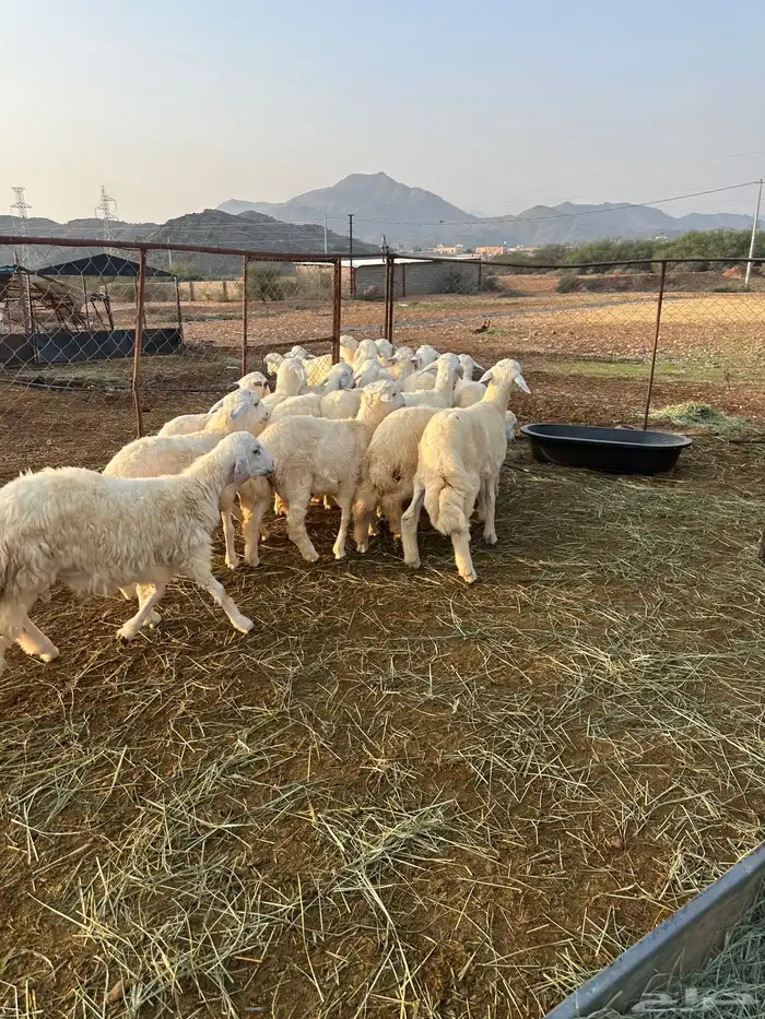 طليان سمان طرف وشعرة 1