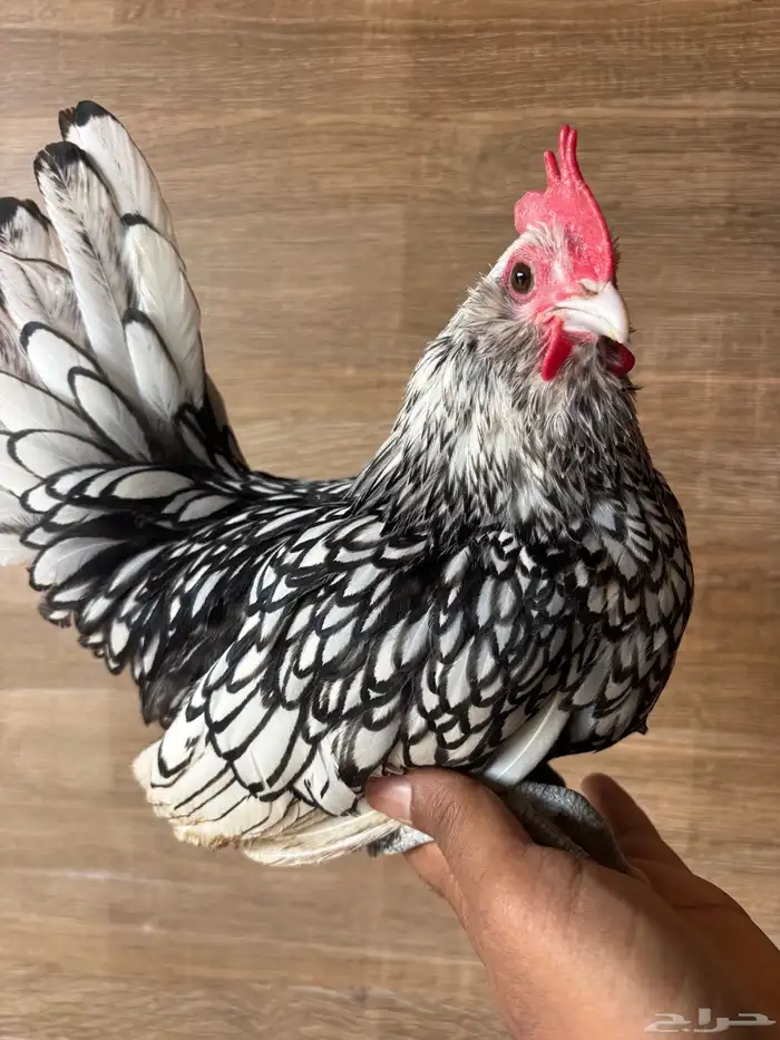 ديك بوم سبرايت للبيع 3