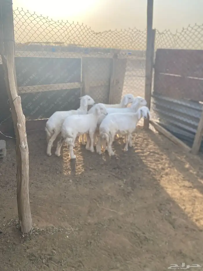 الرخال طيبه 1