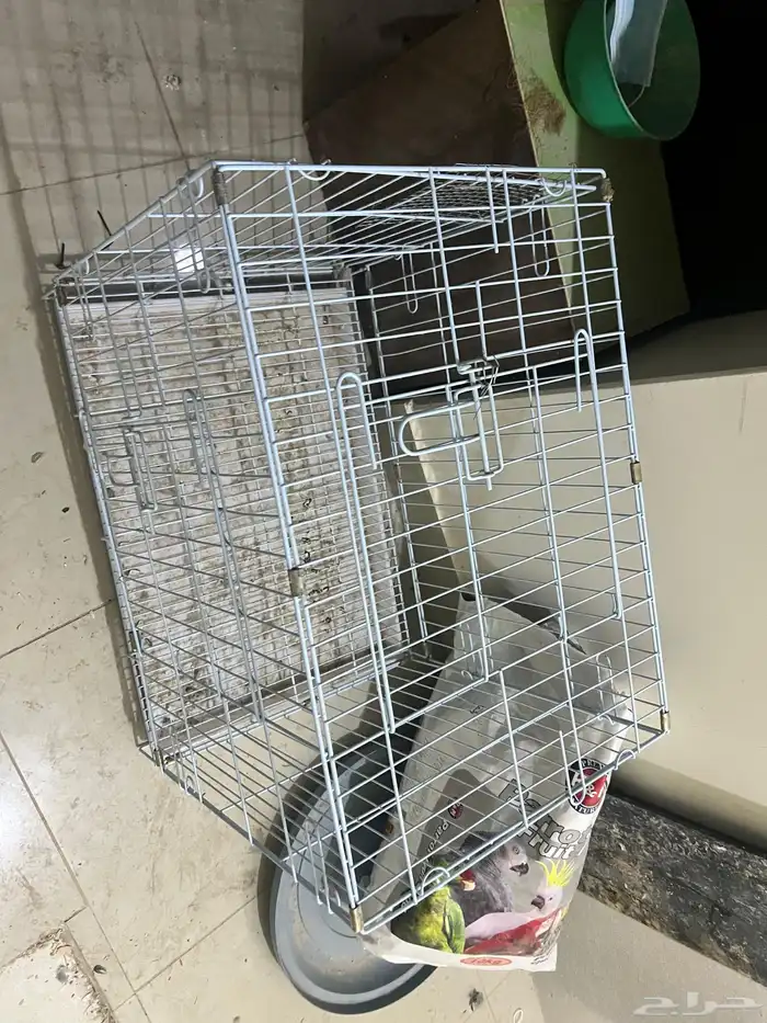 شبوك حيوانات 10