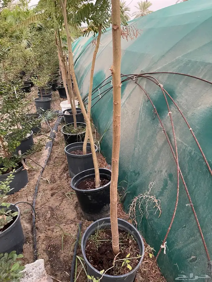 شتلات البونسيانا 3