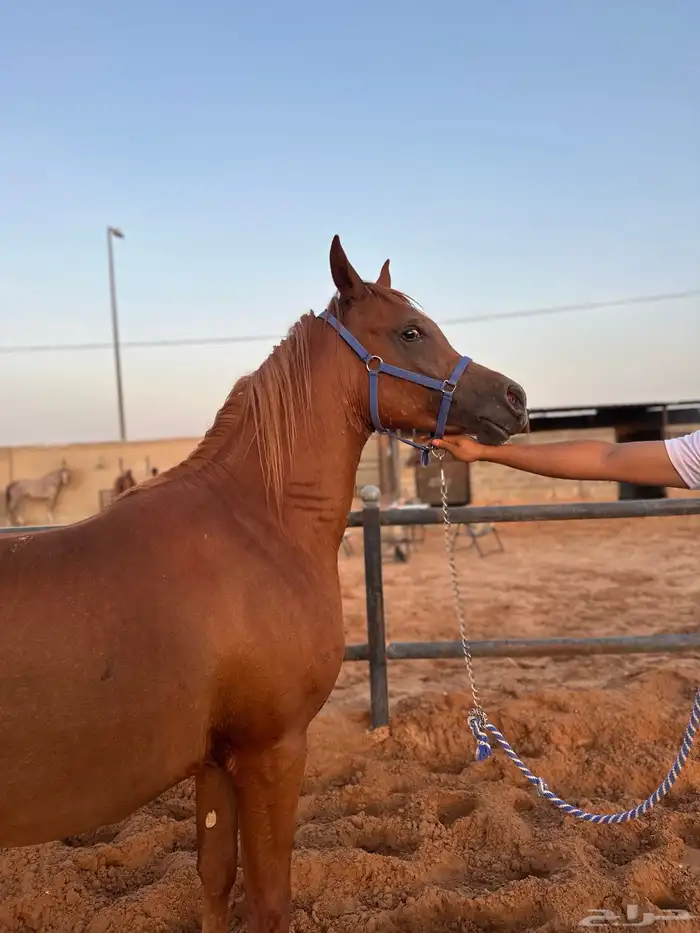 مهر عربي جمال واهو 2