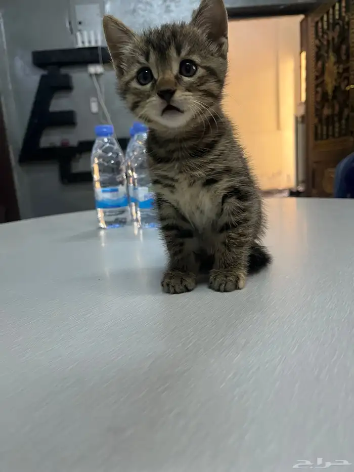 لي التبني 3