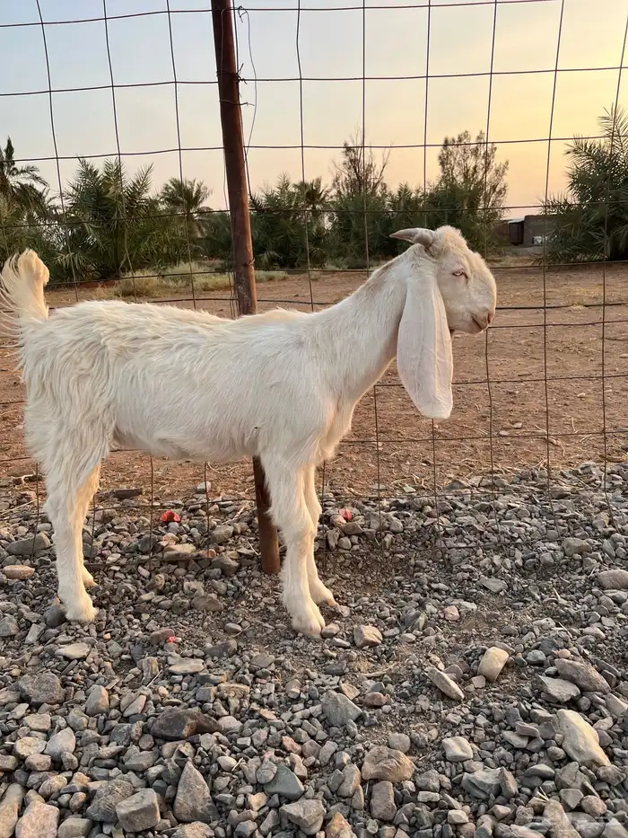 للبيع   جفرة مطورة صنف 2