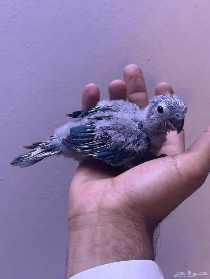 فرخ كنيور بلو شيك تم البيع الله يبارك الشاري 4