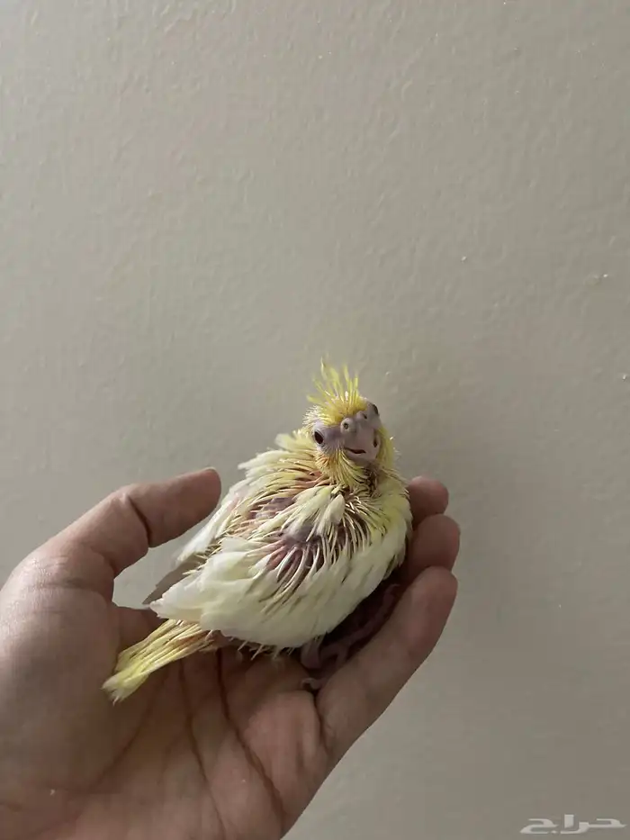 للبيع فرخين كروان لاتينو ( تم البيع ) 2