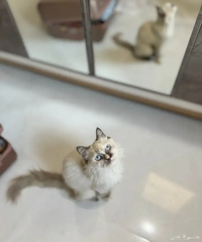 قطه للتبني ( تم التبني) 0