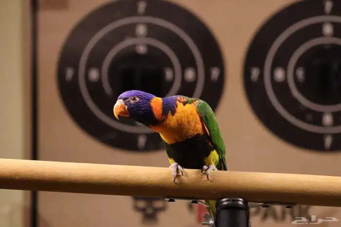 تم البيع تم البيع 3