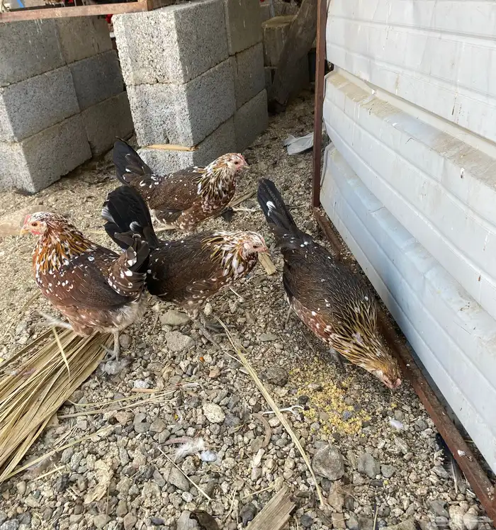 دجاج ماكنتوش العربي القديم 37